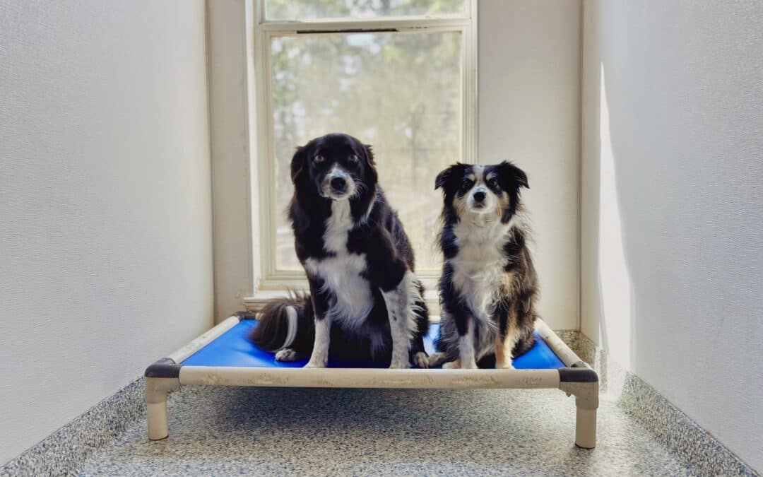 Spring Break Plans? Here’s How Circle B Bed ‘N Biscuits Makes March Boarding Feel Like a Vacation for Pets