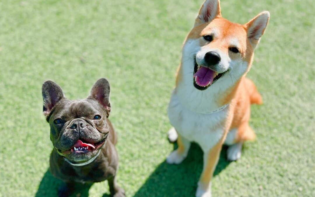 From Daycare to Boarding: How March Is the Perfect Month to Build Your Pet’s Confidence at Circle B Bed ‘N Biscuits