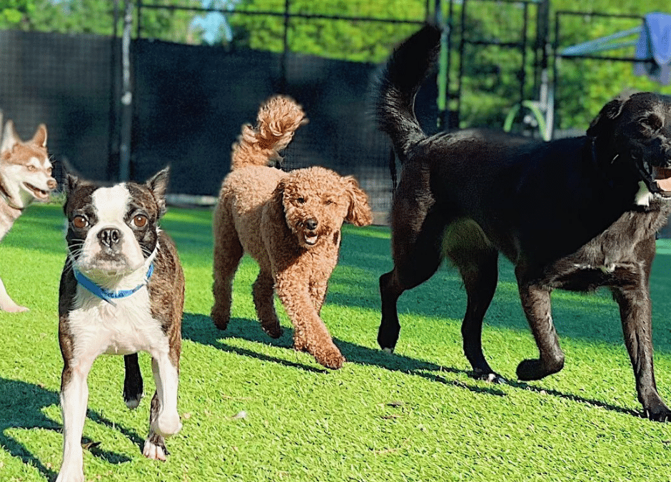 Spring Energy Is Real: Why Doggy Daycare in March Helps Dogs Burn Zoomies the Healthy Way