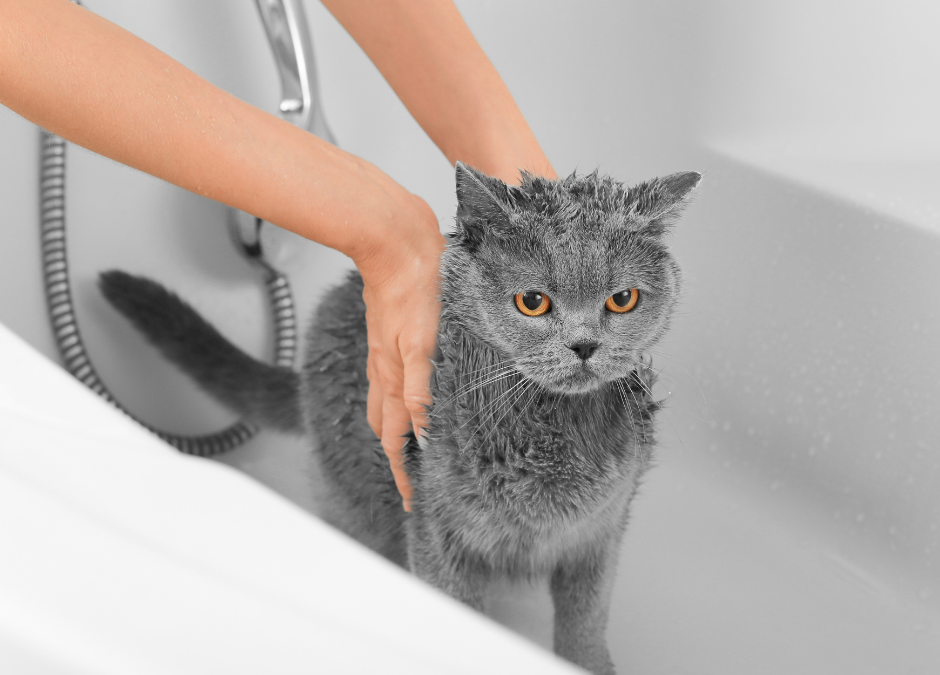 A Fresh Start Before Spring: February Spa Add-Ons That Help Pets Feel Their Best