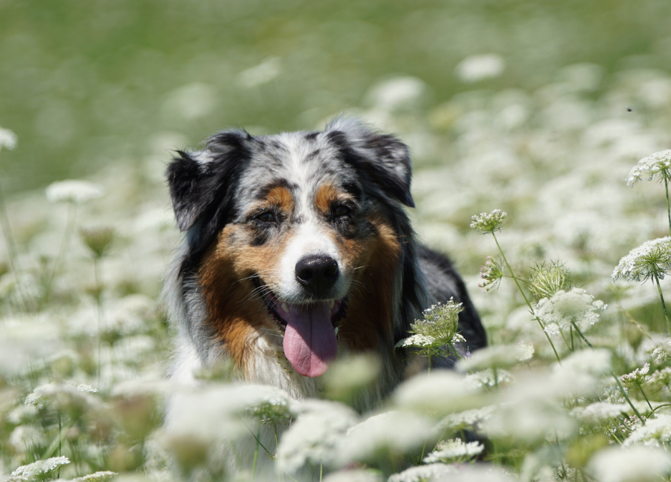 Mud, Pollen, and Shedding, Oh My: March Grooming Tips to Keep Pets Clean and Comfortable